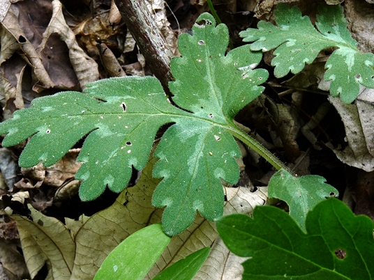 {Hydrophyllum macrophyllum}